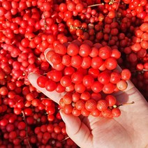 올바른새움푸드 2023년 문경 오미자 오미자생과, 1개, 생오미자10kg