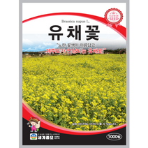 유채꽃 씨앗 1000립 꽃씨
