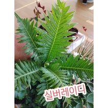 실버레이디/고사리과로 소철나무형태로 자라나는 멋진 모습