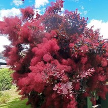자엽안개나무 묘목 로얄퍼플 - 삽목3년 뿌리 특묘 1개