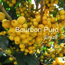 [위트러스트] 브라질 부루봉 푸루 500g Brazil Bourbon Puro/ 스페셜티 커피 원두, 모카포트