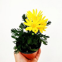 꽃나무팜 유리호프스 유리홉스 유리오프스 소품 야생화 봄꽃 노란꽃 꽃식물