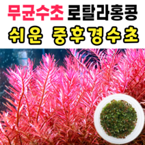 [수초스토어] 무균 로탈라홍콩 수초 컵 조직배양 / 구피 새우 어항 검역 쉬운 키우기 예쁜 은신처 전경 중경 후경 초보 자연 풍성한 흑사 무이탄 치어 베타 열대어