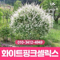 화이트핑크셀릭스/삽목2년/포트묘/5주묶음/버드나무/무늬/삼색/버들/나무/묘목/도시농부