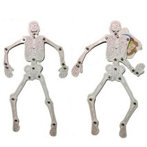 인체골격 뼈 장기 맞추기 10인 세트 엄마표 몸관찰 놀이학습 수업용 학교