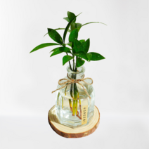 [GREENI] 죽백 나무 수경재배 키우기쉬운 음지 미니 애완 반려 식물 선물, 식물만(죽백)