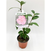 서향동백 소품 향동백 서향 야생화 노지월동 [박씨농원], 1개