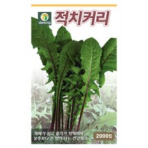 고려몸짱 청경채 1500립 청경채씨앗 청경채씨 쌈채소 샐러드 야채씨 야채씨앗 채소씨 채소씨앗, 26_다농_적치커리(2000립)