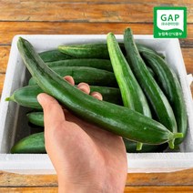 단맛 나는 제철 과일 오이 클로렐라 못난이 미인오이 1.5kg, 클로렐라 못난이 F1 미인오이 1.5kg, 1박스