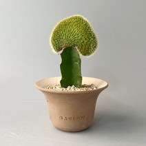 여우꼬리철화 접목 선인장 - 황금 미니 밍크선인장, 독일토분 완성분 (모카색상), 1개