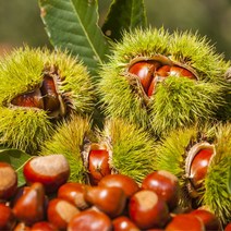 [베리세상] 국내산 햇 옥광밤 4kg(대), 상세 설명 참조