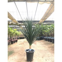 드라코 중형 대형 관엽식물 실내 공기정화식물 행복한꽃농원, 1개