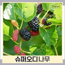 오디나무 묘목 슈퍼오디 접목1년생 뿌리묘 3개