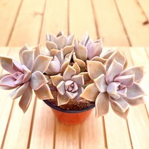 분홍 용월(5두이상) 잘키운 6-50랜덤, 단품