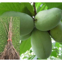 (성실D)포포나무(뽀뽀나무) 실생1년 4그루