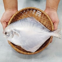 병어 덕자 병어조림 세꼬시 목포수협 당일위판, 손질 참병어 중(23cm 내외)