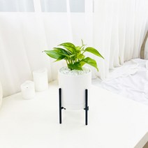 앙플랜트 철제스탠드 화분 공기정화식물 set, 스킨답서스 소품/플라스틱 기본 포트
