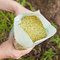 유기농 녹미쌀 국산 녹색쌀 찰녹미 햇잡곡 녹미, 찰녹미(유기농) 1kg