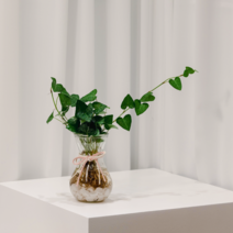 [하트아이비수경] 아이디플랜츠 키우기 쉬운 하트아이비 수경재배 식물 세트 [공기정화 천연가습]