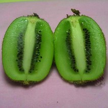 키위나무 묘목 - 그린키위 헤이워드 접목1년 뿌리묘 1개 / 숫나무 필요