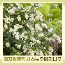 스노우베리나무 묘목 매직컬갤럭시 6치포트 1개