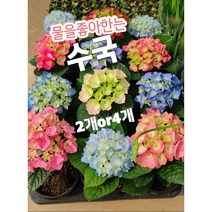 수국-2개or4개/물을좋아하는 수국의 꽃말은 색에 따라 다르죠, 4개