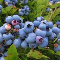 블루베리 나무 묘목 - 블루레이 7치포트 1개