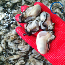 [산지직송] 청정해역 통영 프리미엄 최상급 당일생산 당일발송 깐굴 생굴 김장굴 중.소굴1kg, 중.소굴 1kg