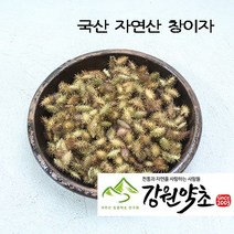 창이자200g (국산 자연산) 도꼬마리 볶은 창이자 신이화 유근피 창이자분말 독고마리 작두콩 느룹나무, 국산자연산 유근피300g
