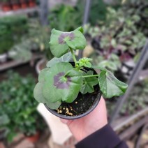 수입제라 로얄라벤다 라벤더아이비제라늄 10-25cm 59