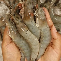 사계절활새우 활흰다리새우 생물흰다리새우 흰다리새우생물, 500g