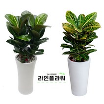 구리꽃배달 구리꽃집 개업화분, 소품, 04 스투키