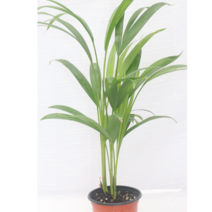 [골든플랜트]아레카야자 아레카야자소품 공기정화식물