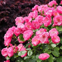 리서스원예 사계장미 줄장미 넝쿨장미 안젤라 개화주 장미 묘목 나무 망포트