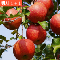 1+1(2박스) 경북 맛있는 고당도 달달한 제철 추천 사과 20 kg 키로 싸게파는곳, 2박스 가정용 중대 10kg(29-37과)