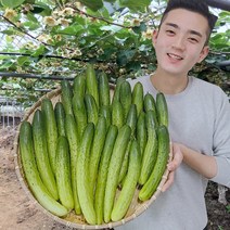 오이 오이지오이 백다다기 백오이 오이지용 소박이용 10개 25개 50개, 10kg(상등급, 50개입), 1개