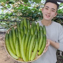 오이 백다다기 백오이 오이지용 소박이용 10개 25개 50개, 오이지용 50개(얇고 수분이 적어 절여도 무르지않음)