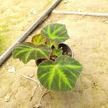 소예방 솔리무타타 베고니아 (소품) 희귀식물 특이한식물 실내공기정화식물 반려식물 애완식물
