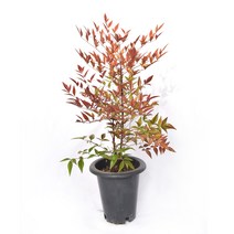 서비내 남천 70cm 단풍나무 노지월동 실내공기정화식물 플랜테리어 인테리어 서비야드, 1개