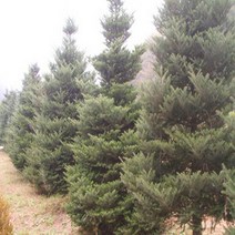 구상나무/H1.5M/묘목/e0868