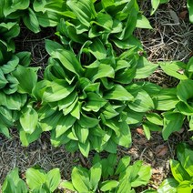 유기농 울릉도 명이나물 생명이나물 산마늘 500g, 명이나물500g, 1개