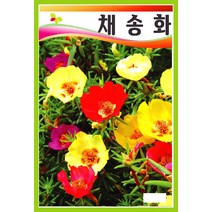 채송화 혼합 100g(약500 000립)/가정용법면녹화/화단용꽃씨/씨앗, 1개