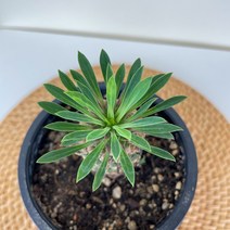 내뜰에 괴마옥 소품 Euphorbia hypogaea