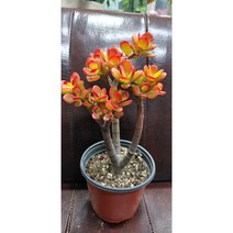 팅커벨 미니염자5년생(랜덤), 1개