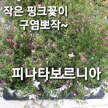 파나타 보르니아 중대품, 3개