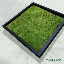 [모스랩] 살아있는 이끼액자 인테리어 효과는 기본 반려식물 키우는 가장 쉽고 현명한 방법, 블랙