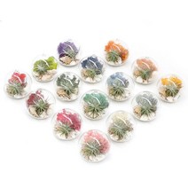 [천삼백케이] [아침향기] 행잉볼 천연 가습 DIY 테라리움 틸란드시아 모스 15colors, 옐로우, 행잉볼 DIY