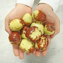 [농장직송] 고당도 사과대추 생대추 대왕대추, 품질보증 사과대추 (특) 1kg, 1개