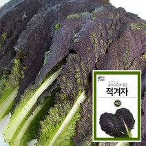 마이플랜트 적겨자 2000립 채소 씨앗 베란다 텃밭 가꾸기