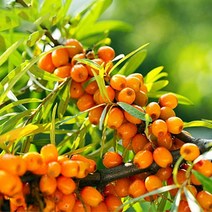 비타민나무열매 100% 씨벅톤 씨베리 산자나무 비타민나무열매 파우더 1kg 1세트